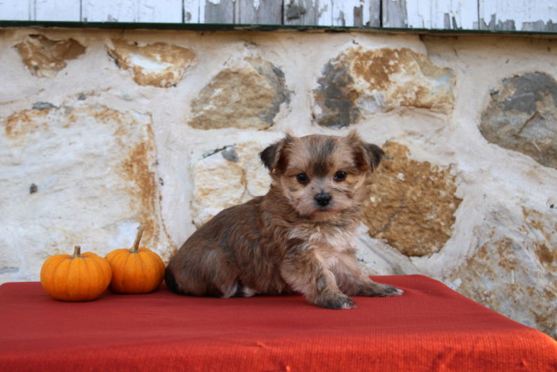 puppy, for, sale, Morkie, Matthew B. Stoltzfus, dog, breeder, Gap, PA, dog-breeder, puppy-for-sale, forsale, nearby, find, puppyfind, locator, puppylocator, aca